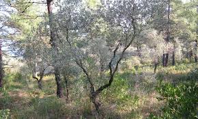 Παράταση υποβολής αντιρρήσεων για τους αναρτημένους δασικούς χάρτες