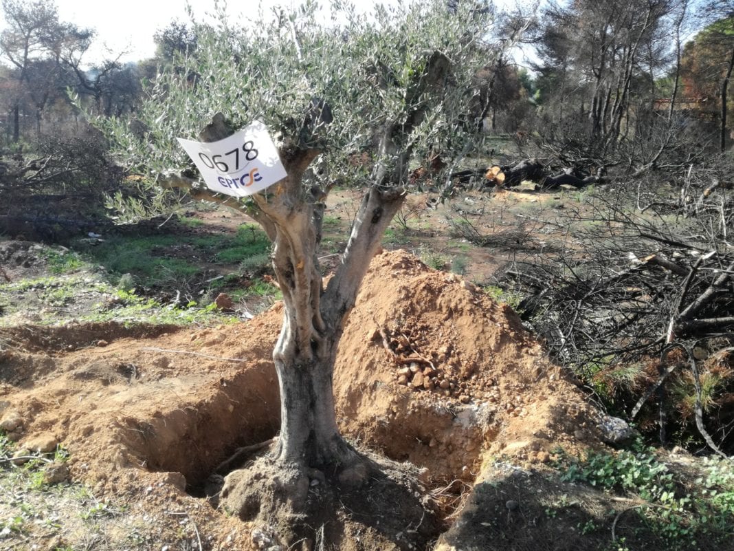 Συνεχίζει την οικολογική της δράση η ΕΡΓΟΣΕ