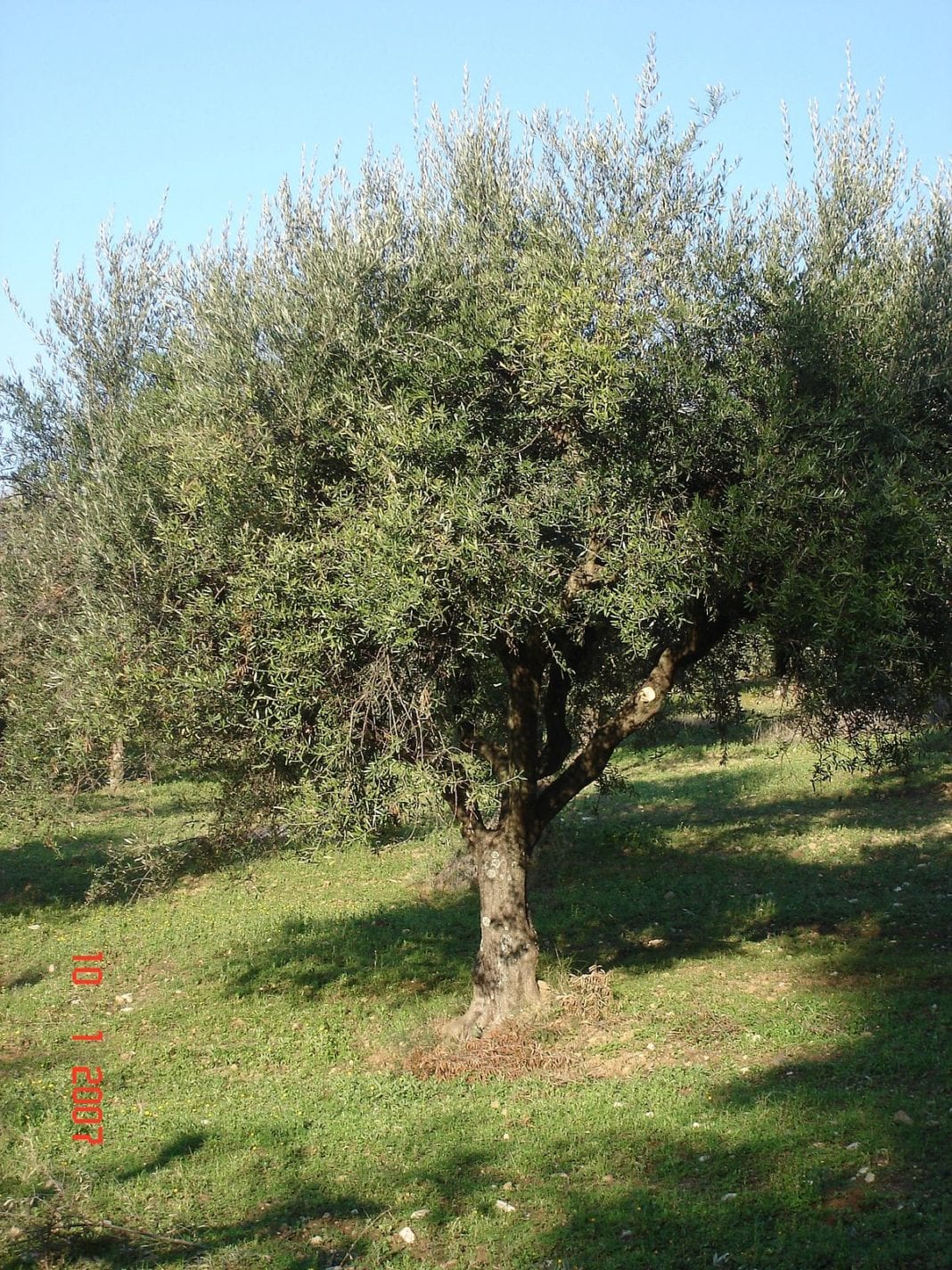 Αύξησαν τα μερίδια τους οι έλληνες επιχειρηματίες