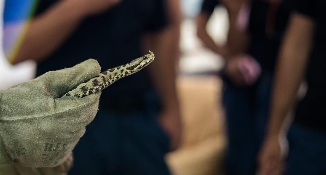 Προστασία της άγριας ζωής στο πλαίσιο της αειφόρου ανάπτυξης των αεροδρομίων διαχείρισης της Fraport Greece