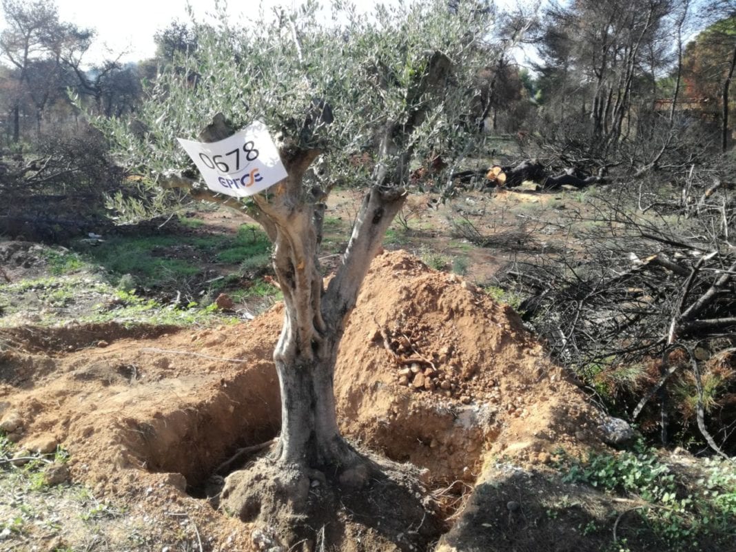 Μεταφύτευση δέντρων από την ΕΡΓΟΣΕ