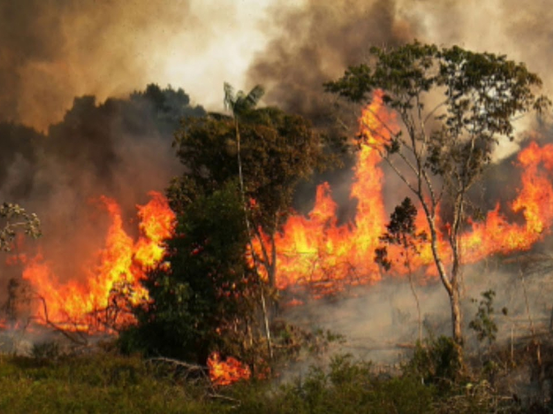 Αμαζόνιος: Φωτιά στους πνεύμονες του πλανήτη