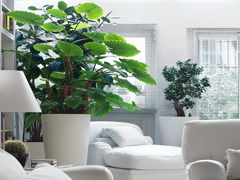 DW: Μύθος ότι τα φυτά εσωτερικού χώρου ανανεώνουν τον αέρα;