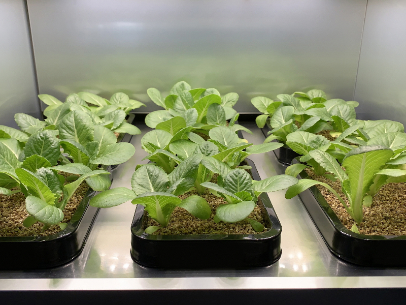 Η LG αξιοποιεί την τεχνογνωσία της για να αναπτύξει τον πρώτο καλλιεργητή λαχανικών εσωτερικού χώρου