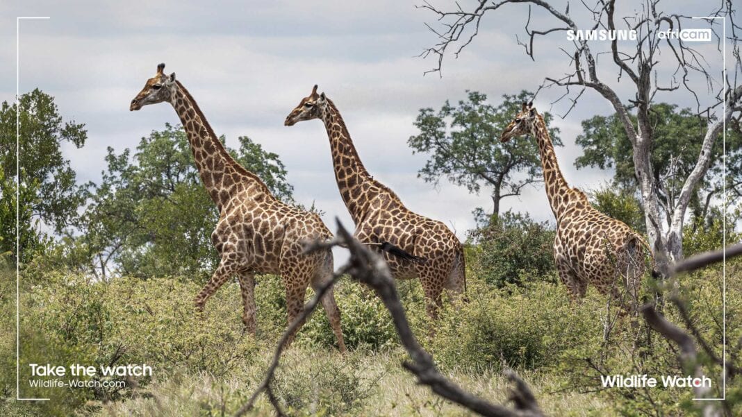 Η πρωτοβουλία Wildlife Watch της Samsung προσκαλεί τους χρήστες να γίνουν εικονικοί δασοφύλακες