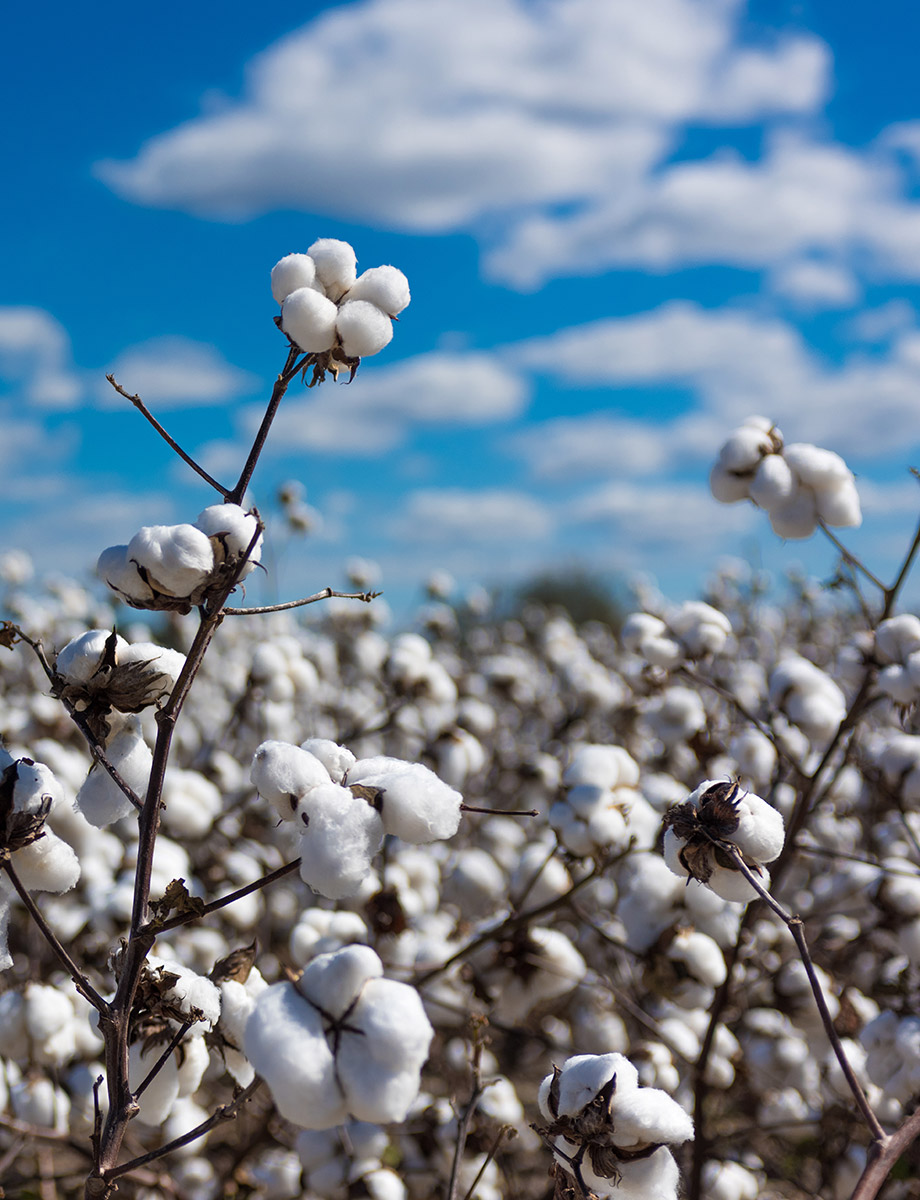 Με «έξυπνο» ελληνικό βαμβάκι θα ράβει η Diesel τα t-shirts της