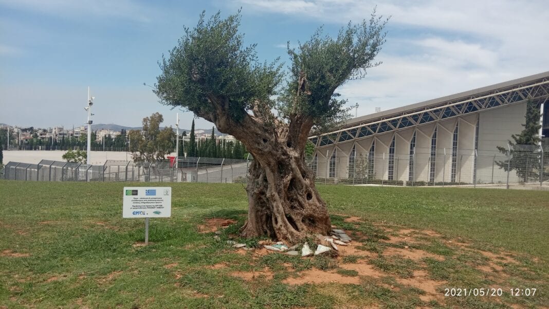 ΕΡΓΟΣΕ: Μεταφύτευση ελαιόδεντρων στο ΟΑΚΑ