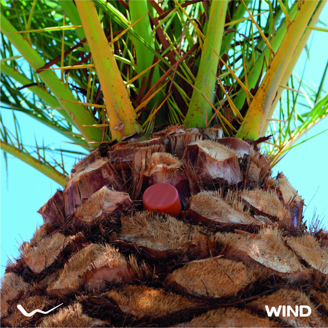 WIND: Έξυπνη ΙoΤ λειτουργία για την προστασία των φοινίκων του Ρεθύμνου