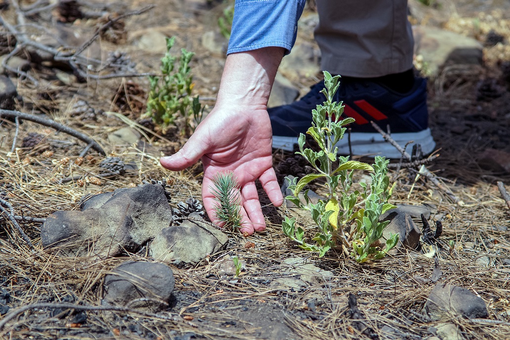 Nova: Παρέδωσε το μείζον έργο αποκατάστασης πυρόπληκτων περιοχών στη Ρόδο